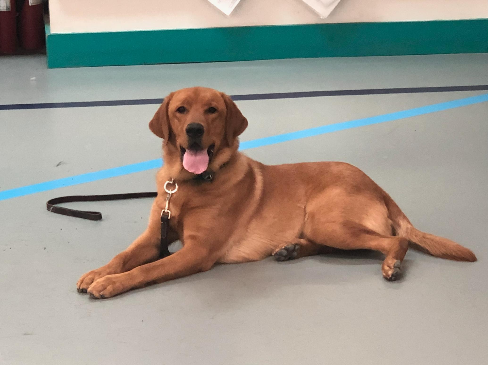 Dog training classes in Albuquerque, NM