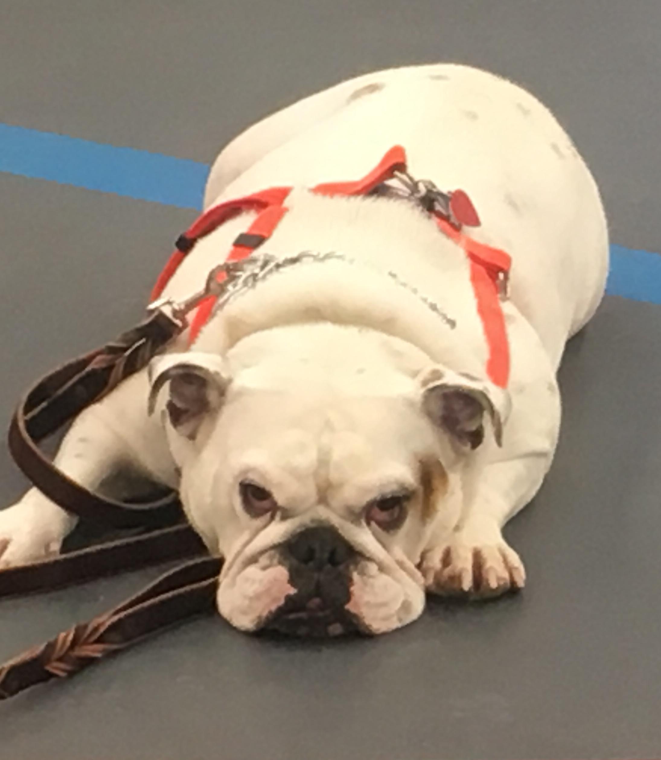 Confident puppy training support in Albuquerque, NM