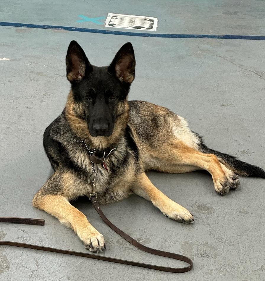 Dog training classes in Albuquerque, NM