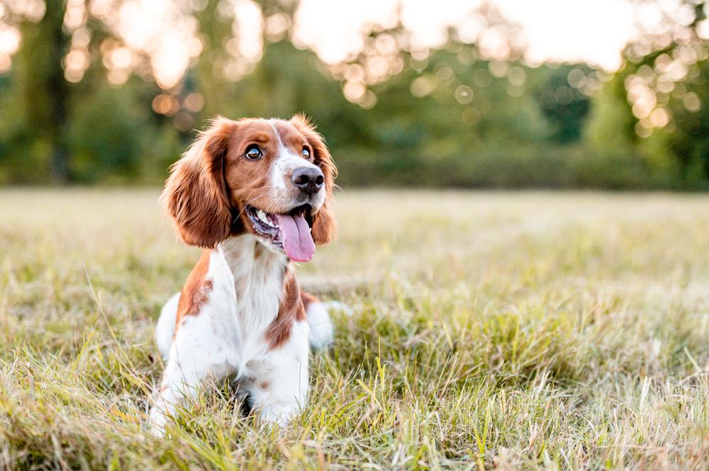 Basic obedience training support for dogs in Albuquerque