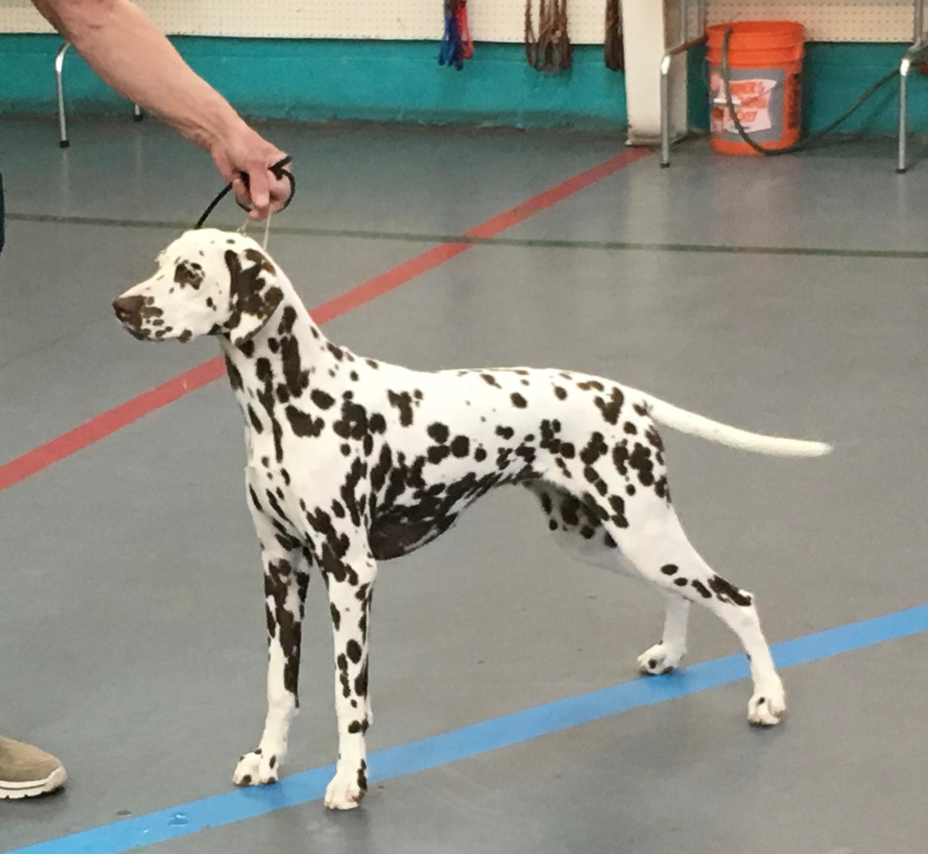 Professional advanced dog training in Albuquerque, NM