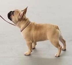 Experienced dog trainers working with dogs in Albuquerque