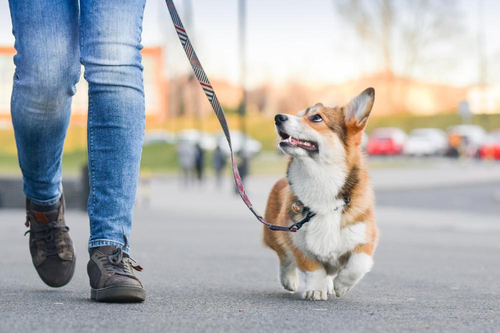 Dog training support for puppies and adult dogs in Albuquerque