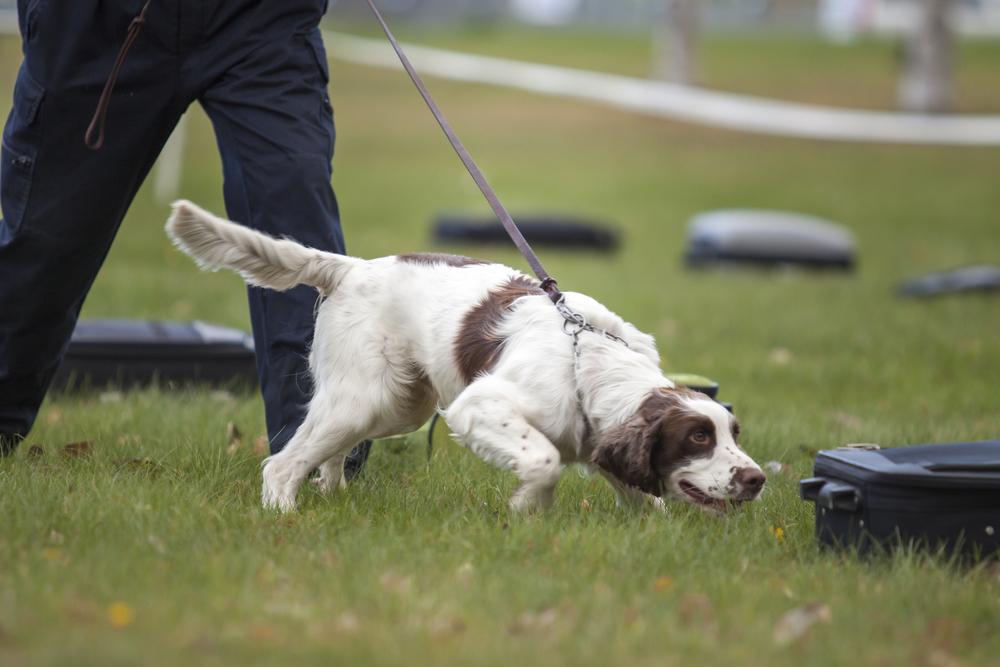 Albuquerque families with puppies in training