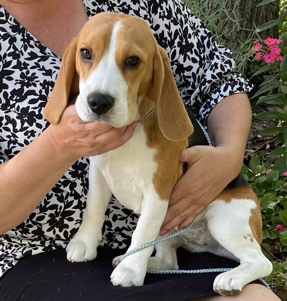 Positive reinforcement puppy training methods in Albuquerque
