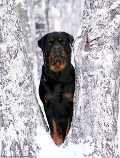 Advanced dog training support in Albuquerque for obedience, behavior, and off-leash skills