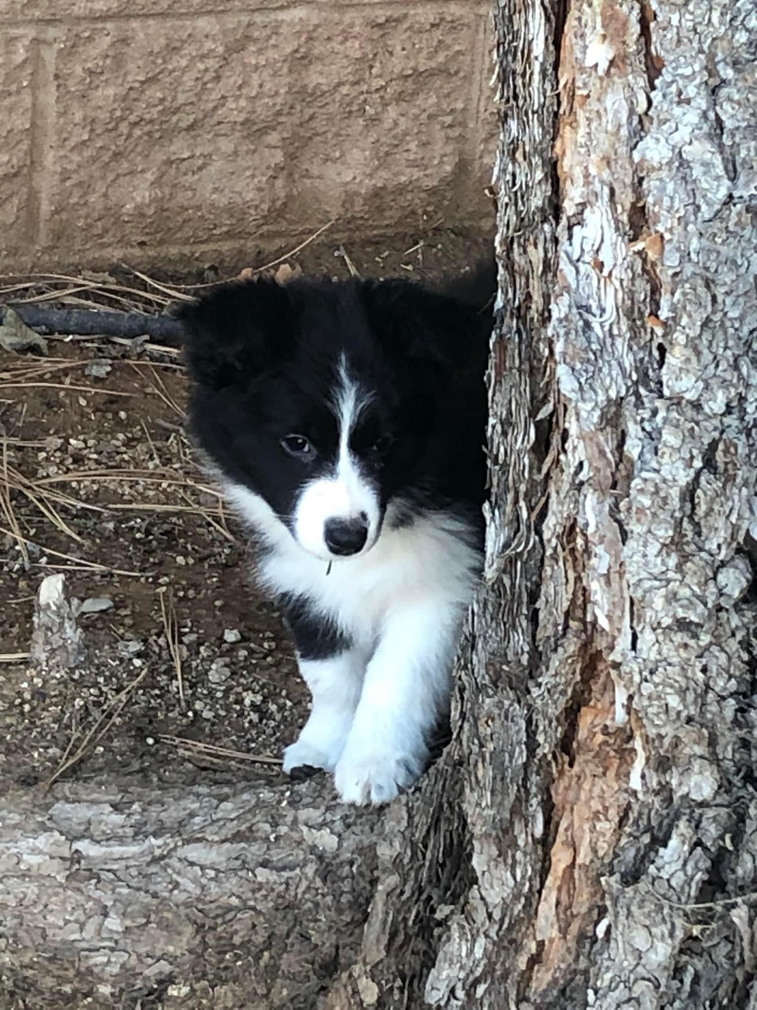 Early puppy training in Albuquerque, NM