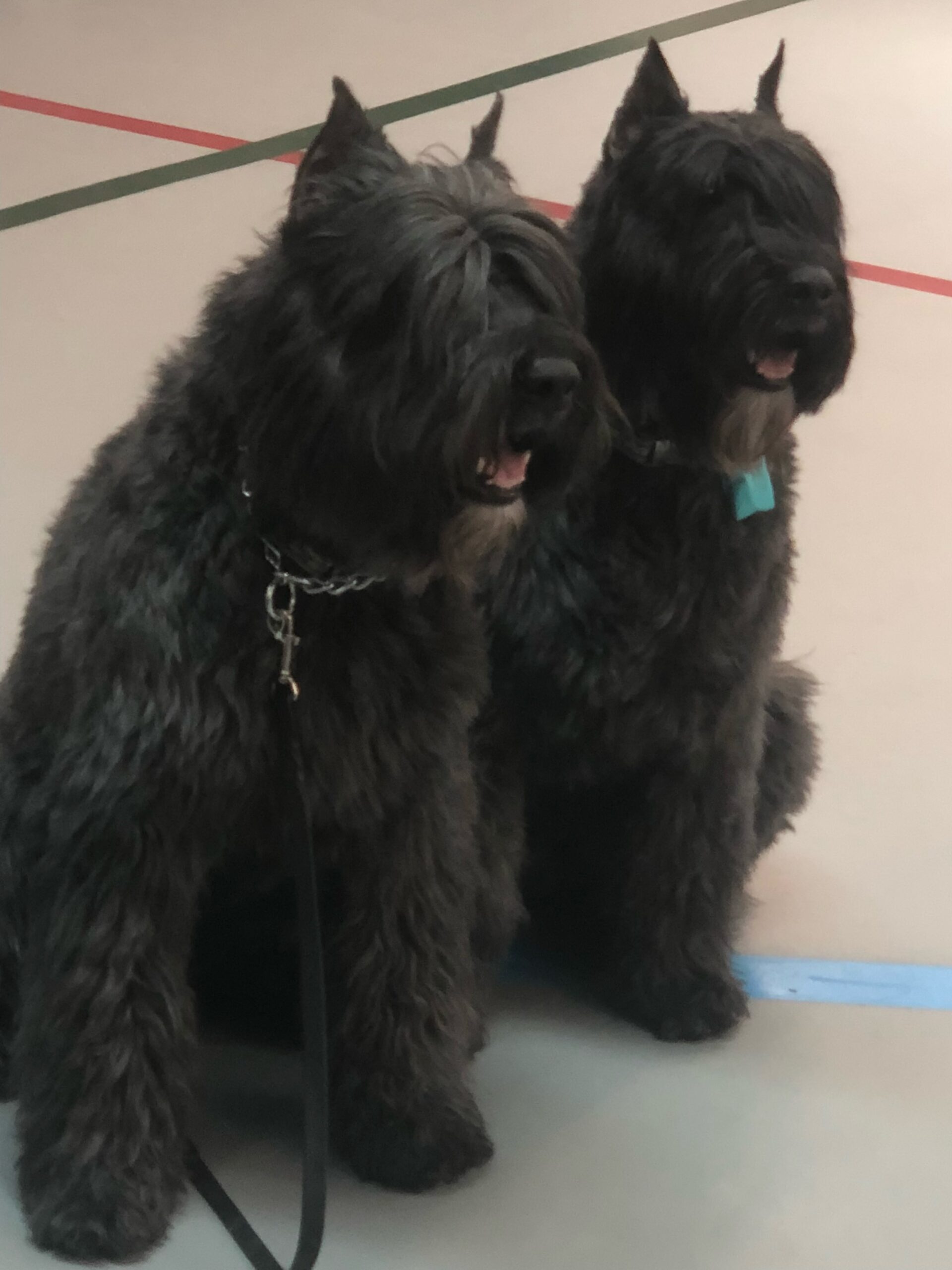 Behavior modification for dogs in Albuquerque