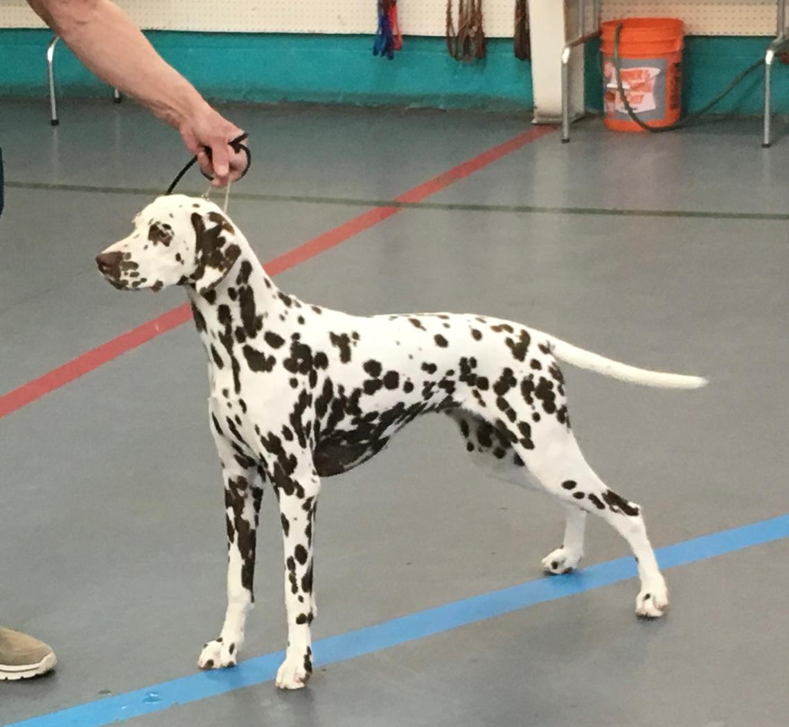 Dogs and owners building strong relationships through training in Albuquerque