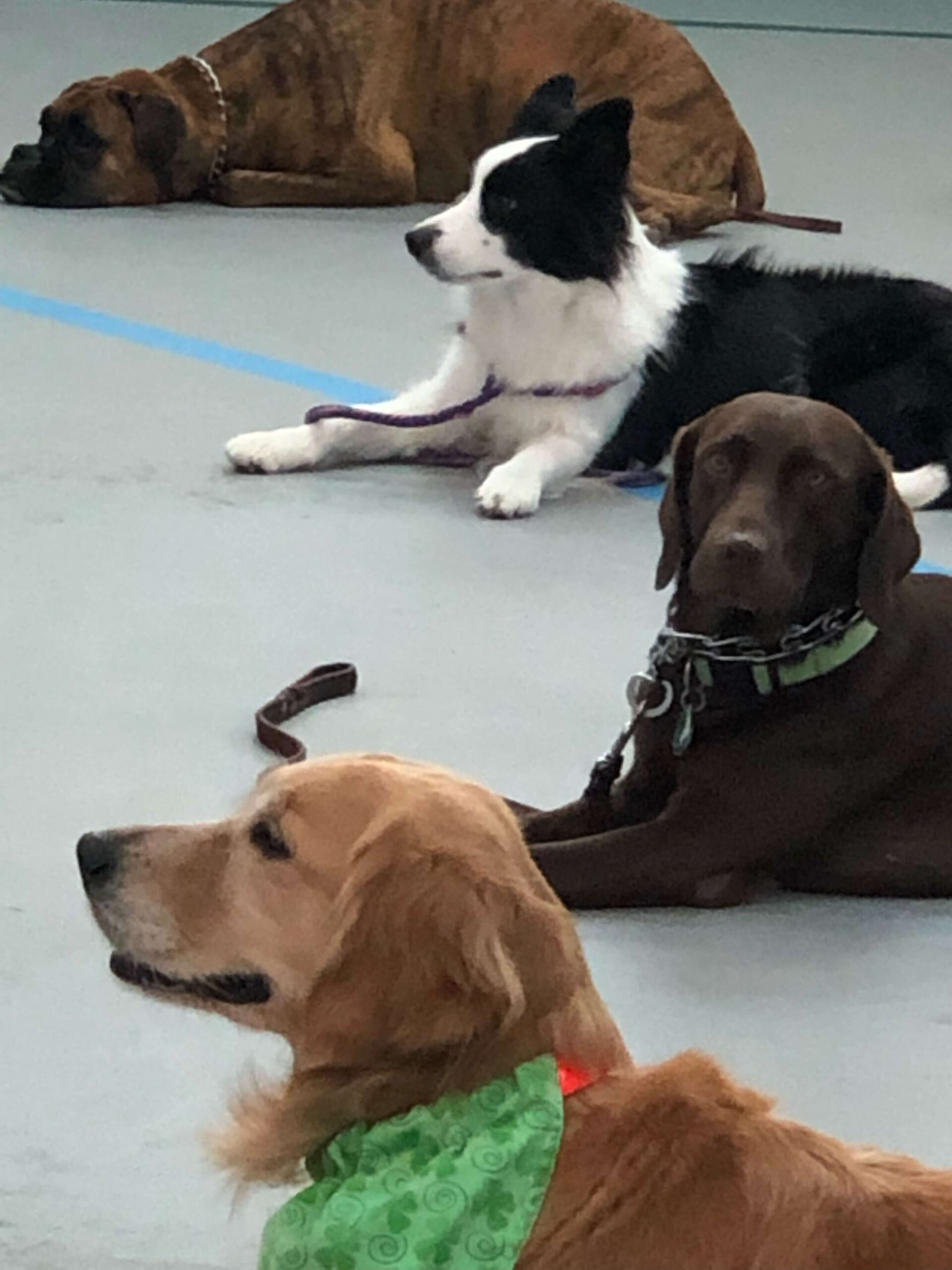 Dog owner practicing obedience training in Albuquerque