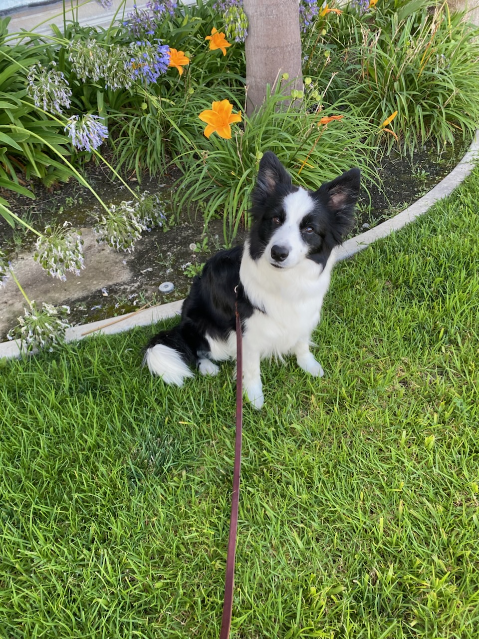 Dog owner practicing obedience training in Albuquerque