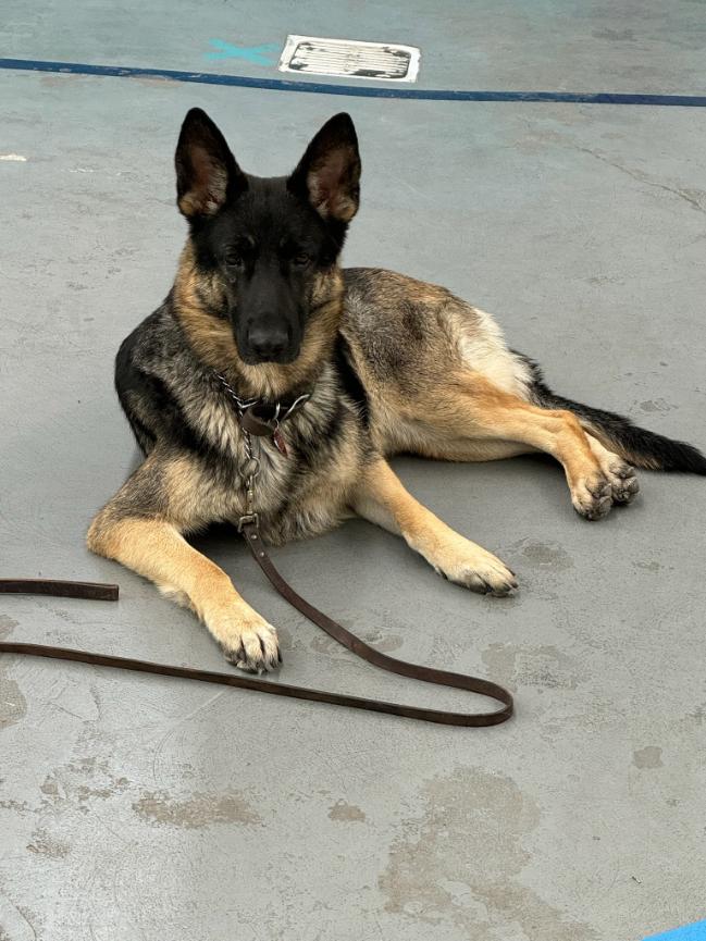 Positive reinforcement dog training in Albuquerque