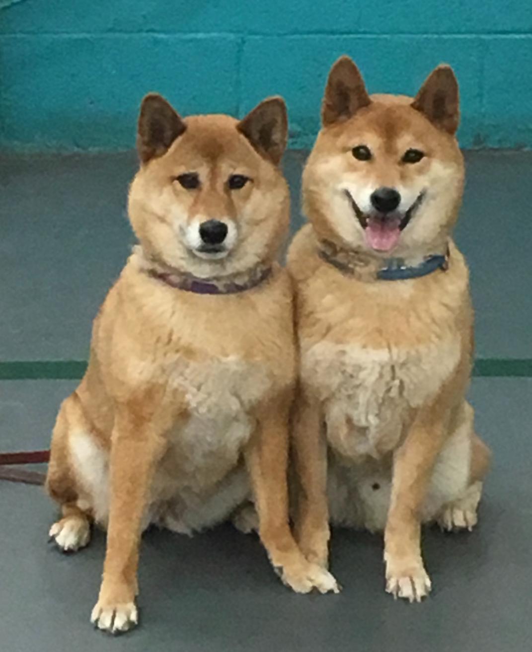 Award-winning dog training center in Albuquerque