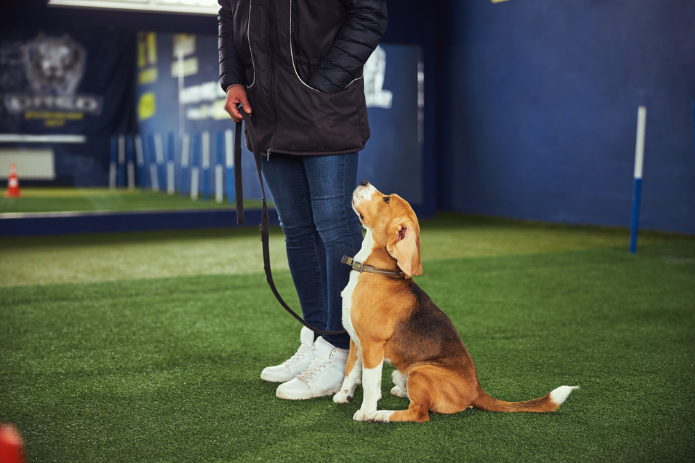Basic commands dog training in Albuquerque, NM